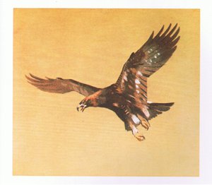 Studi di aquila reale, pub. da Book Club Associates, 1972 da Archibald Thorburn